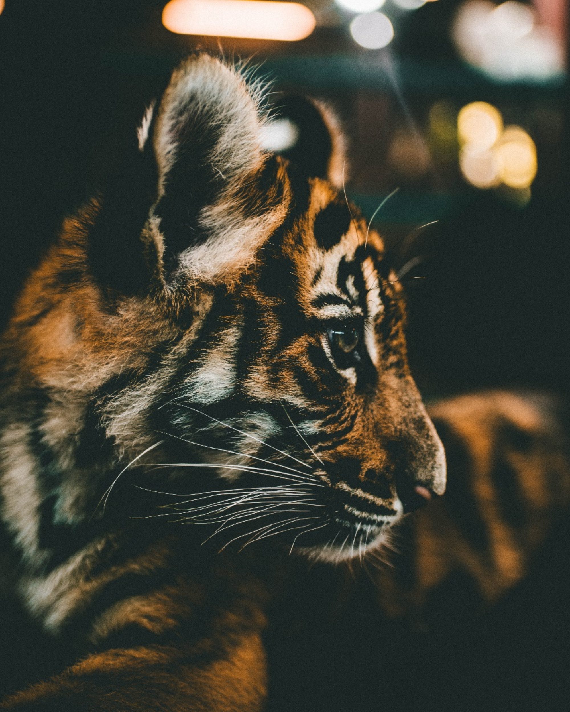 Image of a tiger cub