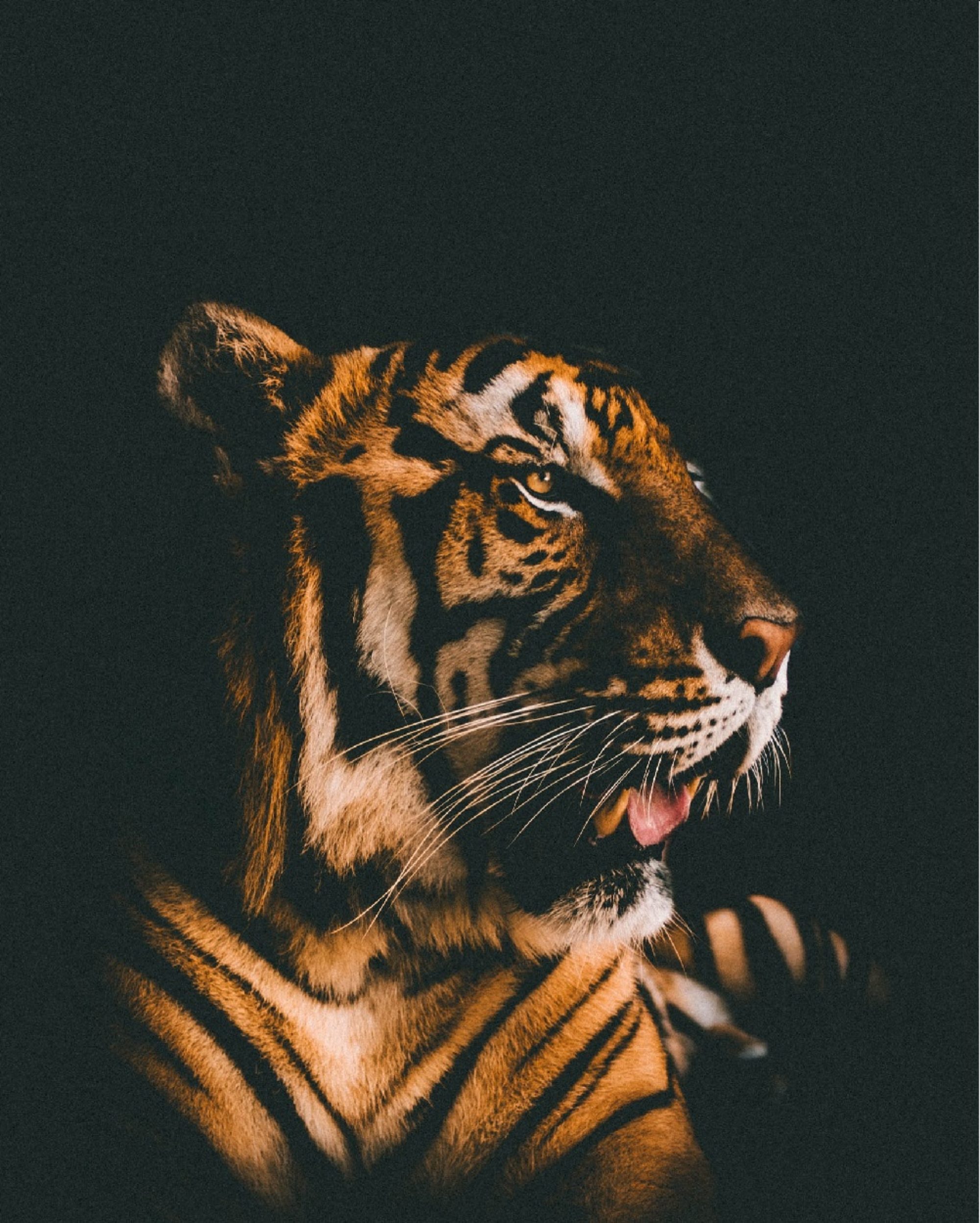 image of a tiger