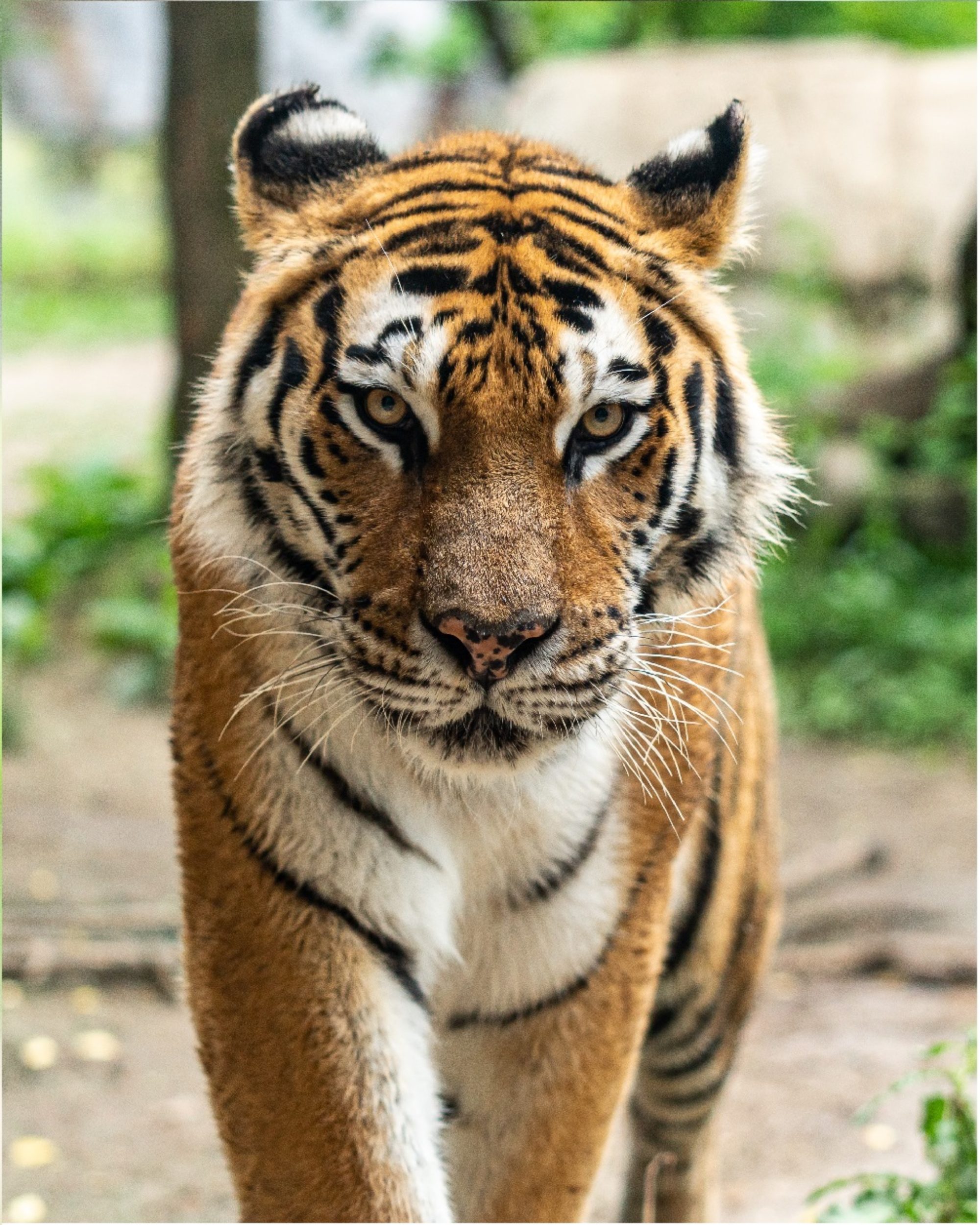 Image of a tiger